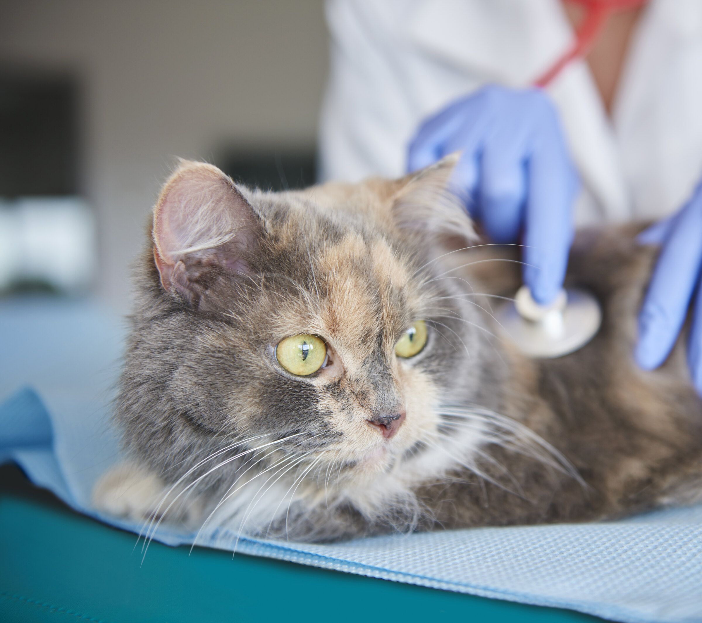 Anestesia no Hospital Veterinário Fratelli - Vila Regente Feijó
